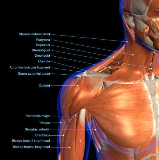 neck anatomy