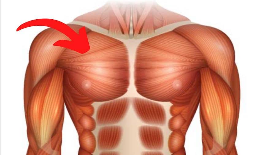 How to build upper pectoral muscles