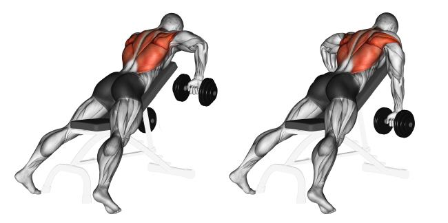 Comment Faire Le Rowing Halt re Simultan Sur Banc Inclin Comment Faire Le Rowing Halt re Simultan Sur Banc Inclin