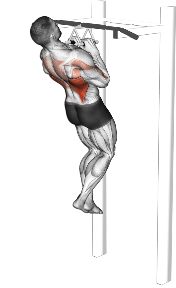 Traction prise serrée Comment réussir cet exercice de musculation Traction prise serrée Comment réussir cet exercice de musculation