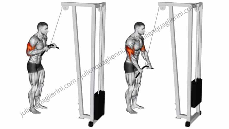 How to do the High Pulley Triceps Extensions?