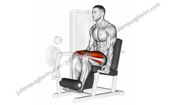 Leg extensions: primary muscle group quadriceps  Leg extensions, Weight  lifting workouts, Machine legs