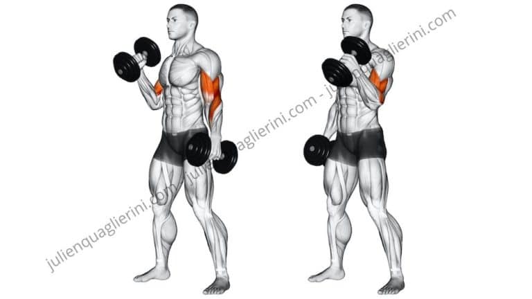 How to do the standing barbell curl?