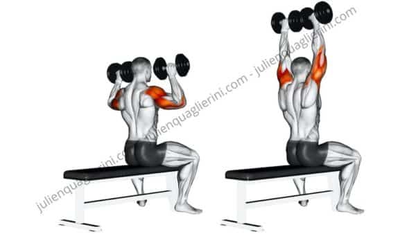 seated bench press with dumbbells