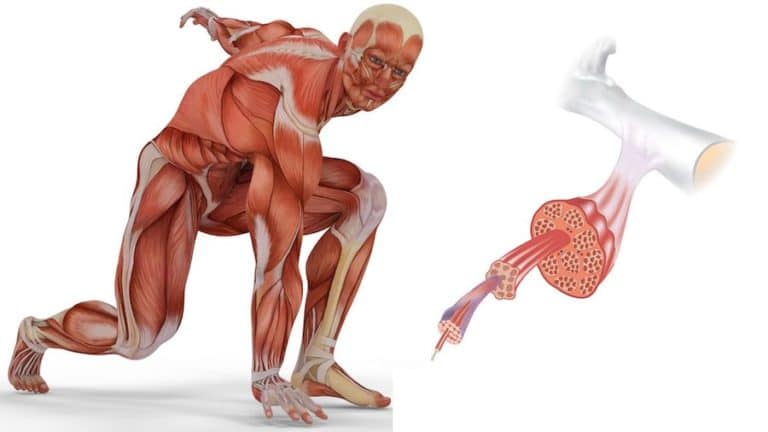 Hypertrophie musculaire : tout comprendre pour progresser en musculation