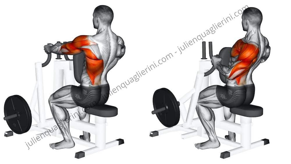 Rowing machine : How to build up your back muscles with this machine ?