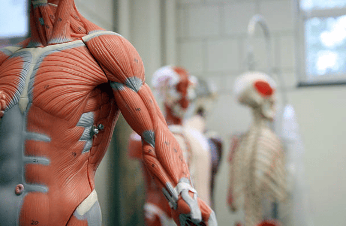 Anatomie muscles
