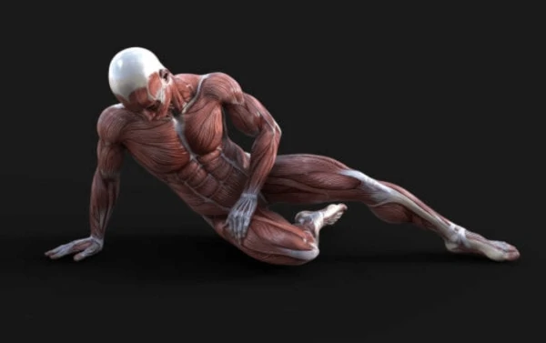 muscle anatomy