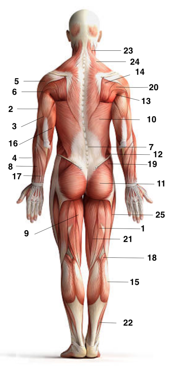 Une image anatomique montrant l'ensemble des muscles du corps, vus de dos.