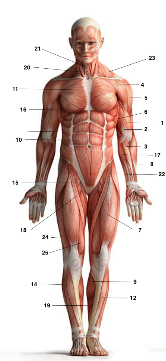 Une image anatomique montrant l'ensemble des muscles du corps, vus de face.