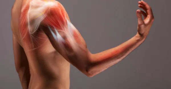 etirement biceps