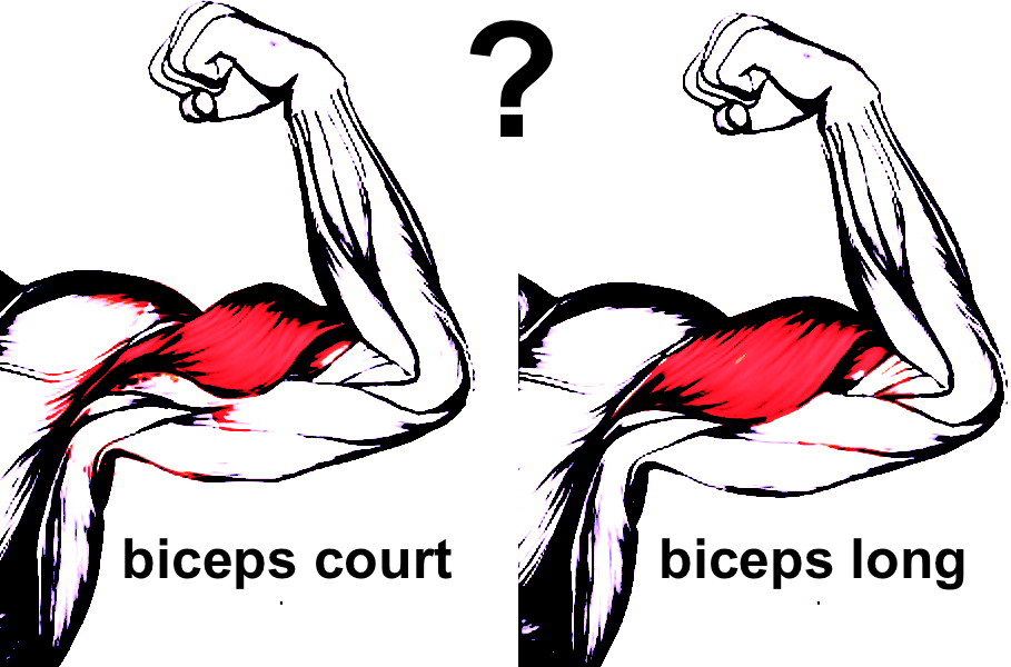 Biceps court ou biceps long La méthode pour connaître la différence