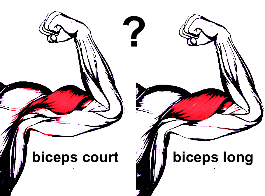 biceps court ou long