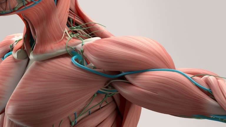 Comment se développent les fibres musculaires en musculation ?