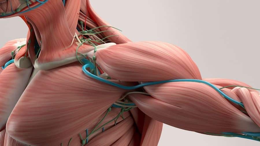 muscle fibres