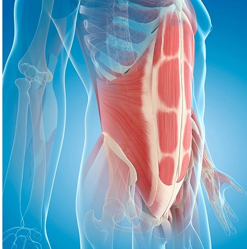 La sangle abdominale est composée de plusieurs muscles.