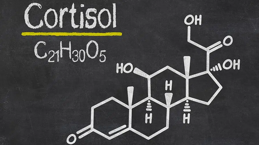 Comment maîtriser le cortisol pour optimiser le gain musculaire ?