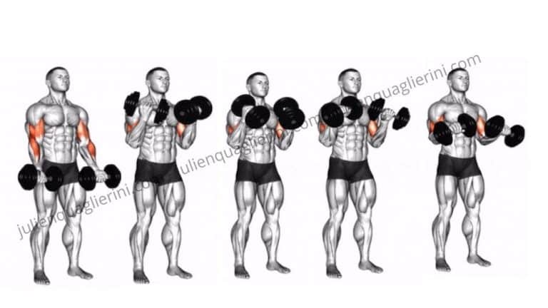 Muscler les avant-bras avec 7 exercices - Plantrifit
