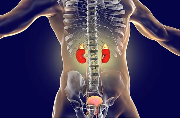 An image showing the kidneys inside the human body.