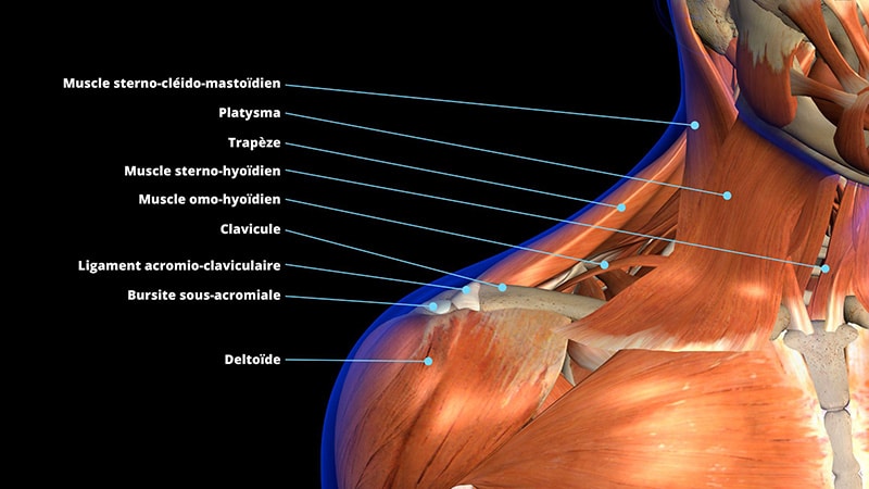 L'anatomie du cou, avec les différents muscles et ligaments situés grâce à des flèches.