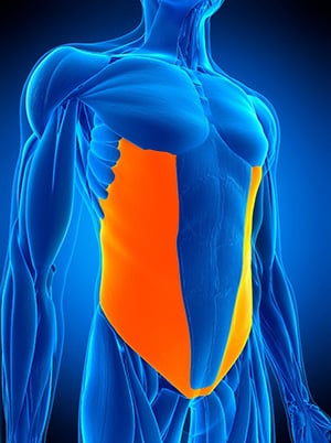L'anatomie du muscle transverse, mis en évidence par une couleur orange, qui entoure la ceinture abdominale.