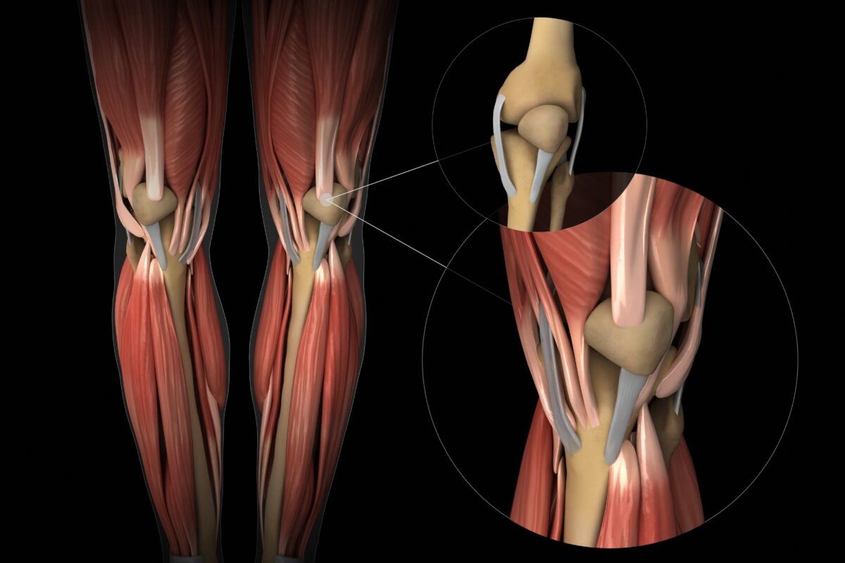 Un schéma de l'anatomie du genou.