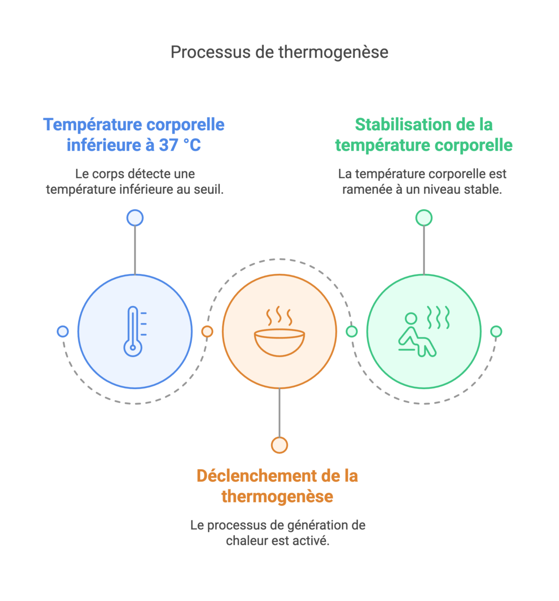 Un schéma représentant le processus de la thermogenèse.