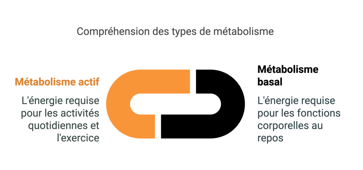 Un schéma représentant les deux types de métabolisme : le métabolisme actif et le métabolisme basal.